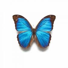 Gespenster malvorlagen xing malvorlagen regenbogen xing 28 images mit einem. Maria Sibylla Merian Bilder Und Bucher Uber Insekten Und Blumen