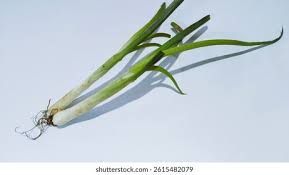 Image result for Syringodium isoetifolium