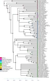 Image result for Lobelia petiolata