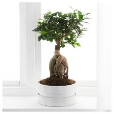 Ficus Microcarpa Ginseng Plant With Pot Bonsai Assorted Colors Ikea Ficus Microcarpa Ficus Ginseng Plant
