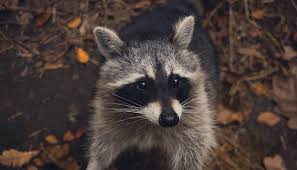 A litter of young will also often squeal for their mom, making a loud noise. Awkward Conversations Are Better Than Raccoons In Your Attic Mosaic