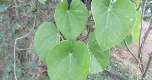 Image result for Tinospora orophila