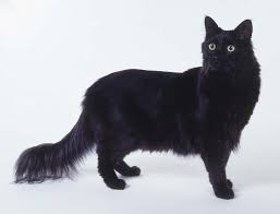 Turkish Angora Sooo Cute Angora Cats Turkish Angora Cat Cat Breeds