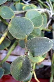 Image result for Peperomia fernandopoiana