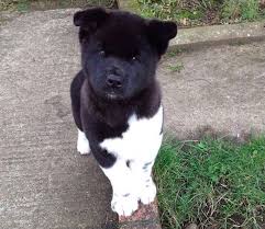 The coat should be brushed with a firm bristle brush. This Fluff With The Most Charming Head Tilt Akita Puppies Akita Dog Puppies