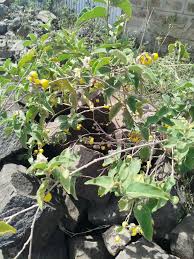 Image result for Tylosema fassoglensis