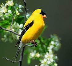 Breeding males are bright yellow with black forehead, black wings with white markings. The American Goldfinch At Songbirdgarden Com