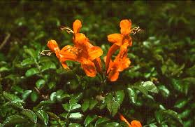 Image result for Tecomaria nyassae