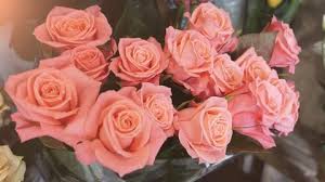 We did not find results for: A Large Bouquet Of White Stock Footage Video 100 Royalty Free 15291073 Shutterstock