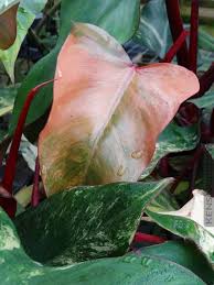 Colorful Philodendron Strawberry Shake Philodendron Plant Goals Plant Leaves