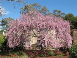 How do you trim a japanese weeping cherry tree? Gardening More To Weeping Than Meets The Eye Canberra Citynews