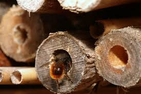 Since carpenter bees like wood, we insert specialized treatments such as pesticides that come in dust, wettable powders and aerosol residual formulas. Carpenter Bee Removal Wood Boring Bee Treatments