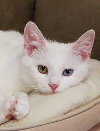 October Photo Contest Winner Cat Category Baby Cats Cats White Cats