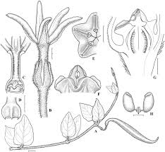 Image result for Sisyranthus imberbis