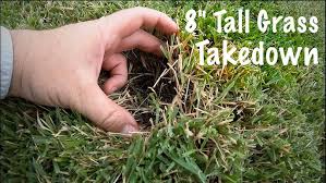 Fertilizing your zoysia grass is essential to maintaining healthy turf. Scalped Zoysia Spray Liquid Lawn Dethatcher Sea Kelp And Humic Youtube
