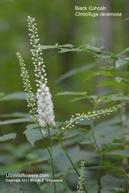 Image result for Bambekea racemosa