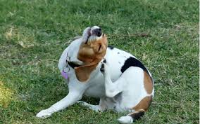 This is a giant test to see if your dog or cat is allergic to part of their existing diet. Rast Testing In Dogs Vca Animal Hospital