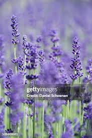 Image result for Lavandula angustifolia Vera