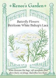 This symbolizes strength and purity and strength as well as achieving great things in life. White Bishop S Lace Butterfly Flowers Renee S Garden Seeds