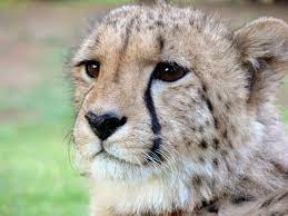 Cheetahtuesday Female Cheetahs Tend To Wander Alone While Male Cheetahs Live In Groups Of 2 3 Wild Cheetah Pictures Baby Cheetahs Cheetah