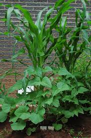 This way you can work with the space you have and not. Companion Planting With The Three Sisters Method Veggie Gardener Forum