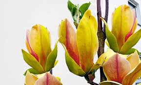 Free shipping on selected items. 2er Oder 4er Set Magnolien Groupon Goods