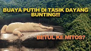 Check spelling or type a new query. Misteri Buaya Putih Di Tasik Dayang Bunting Yang Ramai Tak Tahu 2 Youtube