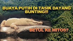 Solo ambush.buaya putih di tasik dayang bunting которую загрузил solo ambush размером ~34.39. Misteri Buaya Putih Di Tasik Dayang Bunting Yang Ramai Tak Tahu 2 Youtube