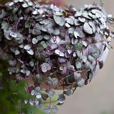 Image result for Ceropegia circinata