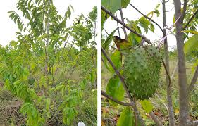 Durian belanda atau soursop (annona muricata l.) lazimya dibiakkan melalui bijibenih (seeds). Jejak Cara Tanam Pokok Durian Belanda