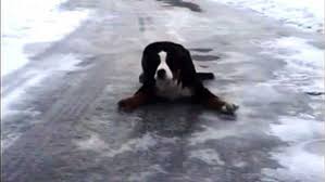 Our ranch is located in the sierra foothills just about 1 hour east of sacramento. Cuteness Overload Puppy Tries Out Bambi On Ice Impression