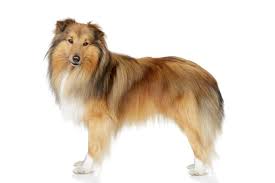 Miniature Collie Breed Info The 101 On This Cute And Smart Dog K9 Web