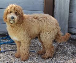 Striving to breed the perfect parents in order to deliver perfect puppies is our #1 goal for looks, temperament, trainability and coat. The Australian Labradoodle Caralee Australian Labradoodles