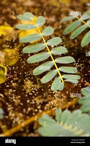 Image result for Aeschynomene fluitans