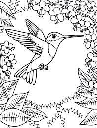 Hummingbird line drawing at getdrawings. Free Printable Hummingbird Coloring Pages For Kids