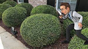 Trimming Round Ball Bushes Youtube How To Trim Bushes Hedge Trimming Trimming Bushes