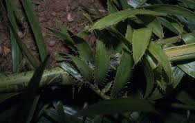 Image result for Eremospatha haullevilleana