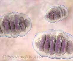 Breakthrough Drug Discovered For Mitochondrial Disorder Treatment