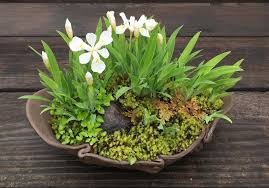 Iris Cristata Kusamono Update — Kusamono