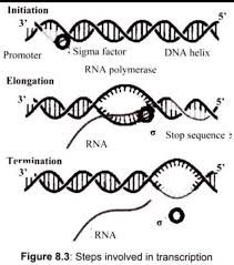 This product wasn't developed to avoid an infection caused by a virus. 4 Describe The Process Of Transcription Inprotein Synthesis Brainly In