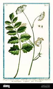 Image result for Pimpinella ledermannii