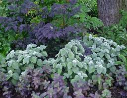 Thomas Hobbs Garden Plectranthus Argentatus Cimicifuga Now Known As Actaea Hillside Black Beauty Sedums Postma Plants Foliage Plants Evergreen Plants