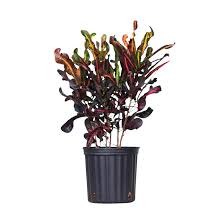 Image result for Codiaeum