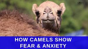 David goggins' father trunnis was a businessman who owned a skating rink and who cared far more about his business than he cared about his family. How Camels Show Fear Anxiety Youtube