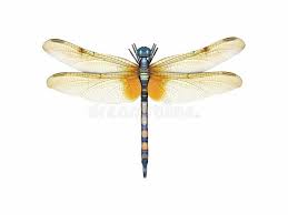 Dragonfly 3d Render Of A Dragonfly Model Sponsored Render Dragonfly Model Dragonfly Ad Dragonfly Art Illustration Dragonfly Images