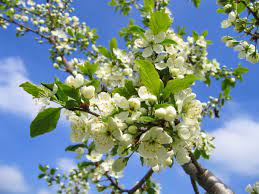 Standouts primavera includono alberi ornamentali che fioriscono fiori bianchi o rosa. Alberi Che Fioriscono In Primavera Verde Pisello