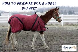 Minis have grown in popularity over the years due to their adorable appearance and gentle nature. How To Measure For A Horse Blanket Guide For Blanketing