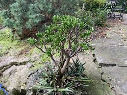 Image result for Crassula zombensis
