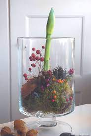 In dem kranz befindet sich ne folie , somit kann die amaryllis ganz einfach gegossen werden. Amaryllis Anspruchslose Beauty Berlingarten