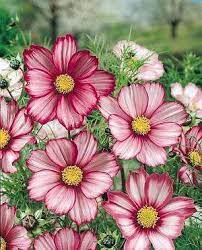 Cosmoscandystripehowtogrow The Gardening Cook Cosmos Flowers Flower Seeds Annual Flowers